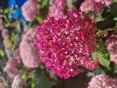 Hydrangea Candybelle Sorbet (8) (1)